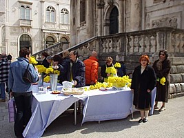 Dan narcisa u Dubrovniku